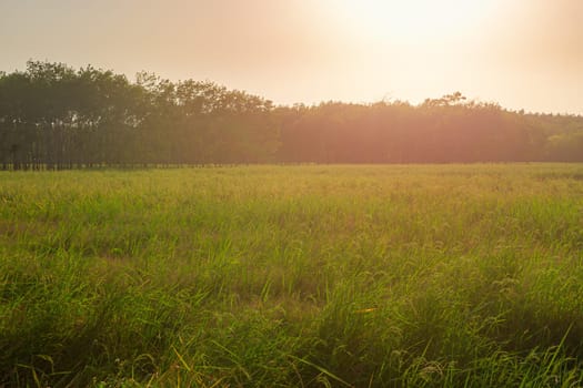 Rice paddy in rice field rural with cloud sky in daylight, Green field rural countryside, Paddy rice with green field