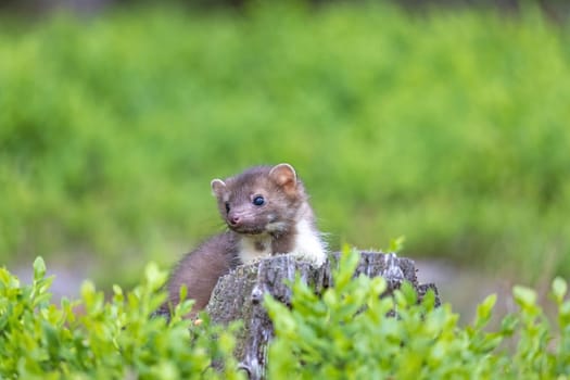 Cute young marten is posing in the blueberry. Horizontally.