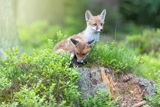 Pair of cute fox cubs is posing in the forest. Horizontally.