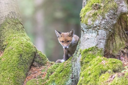 Fox cub is posing  among the trees. Horizontally.