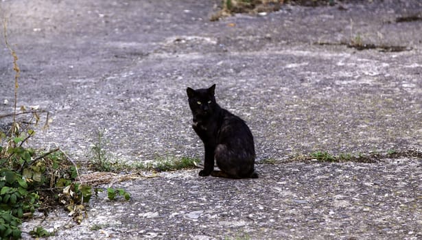 Detail of abandonment and loneliness, animal abuse
