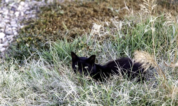 Detail of abandonment and loneliness, animal abuse