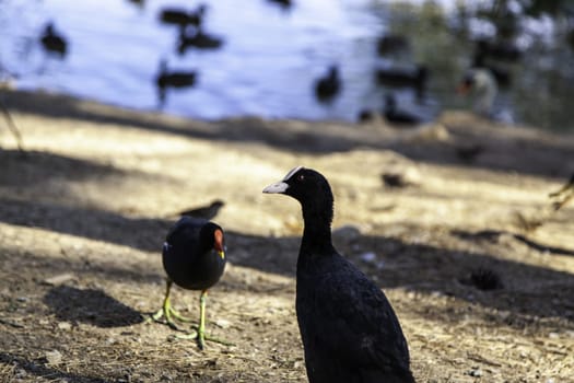 Detail of exotic bird in freedom in nature