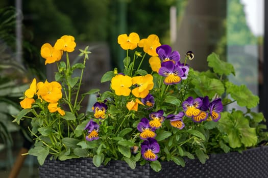 Wicker flower pot with various rasters. Street decoration in summer. Plants in the city.