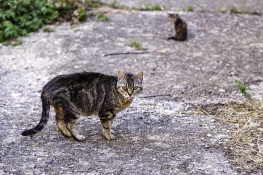 Abandoned street cats, stray animals, pets