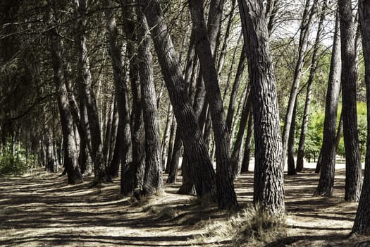 Detail of trees in nature, environment and life