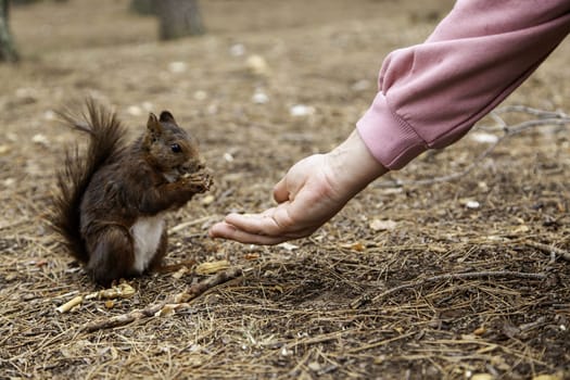 Feeding a wild animal in the forest, animal and nature care
