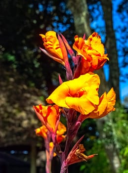 Canna indica, known as Indian shot, African arrowroot, edible canna, purple arrowroot or Sierra Leone arrowroot