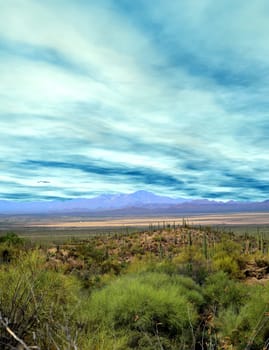 Cacti in the Sonora desert in central Arizona USA