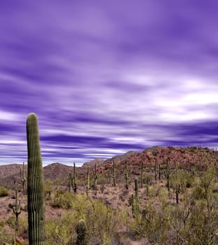 Cacti in the Sonora desert in central Arizona USA