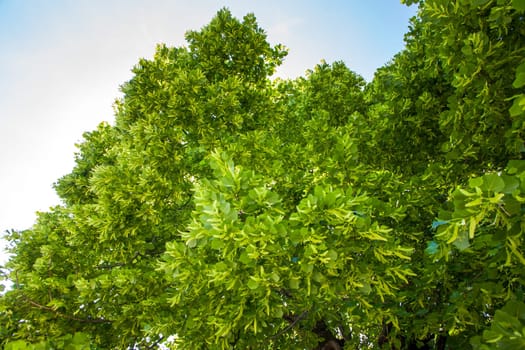 Old big linden tree. Green leaves and linden fruits