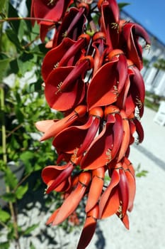Korallenbaum (Erythrina crista-galli) - rote Blüte, Nordrhein-Westfalen, Deutschland, Brühl