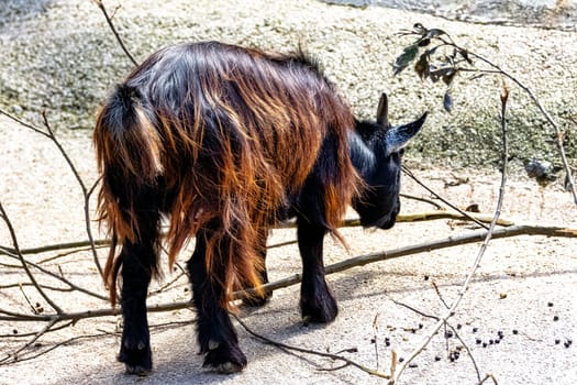 Brown long hair goat (Capra hircus)