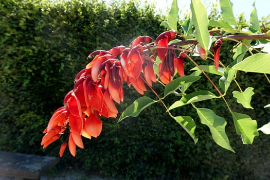 Korallenbaum (Erythrina crista-galli) - rote Blüte, Nordrhein-Westfalen, Deutschland, Brühl
