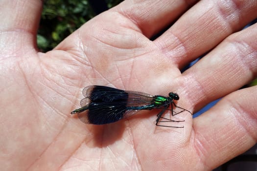 männliche Gebänderte Prachtlibelle (Calopteryx splendens) liegt tot auf einer Hand