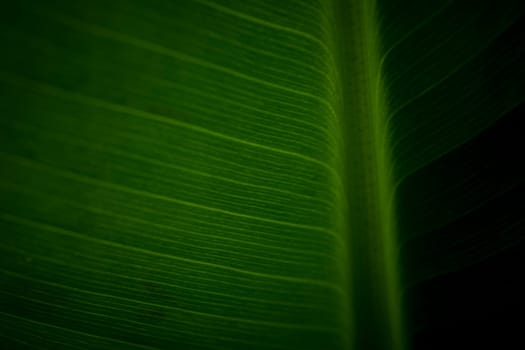 Abstract closeup of green leaf with feather vein pattern