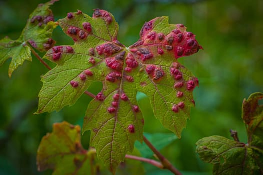 Leaf with Cryptomyzus ribis larvae, a species of true bug that feed on the leaves of current bushes (Ribes species), especially red currant, creating abnormal plant growths, known as galls