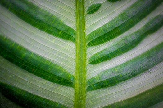 Abstract closeup of green leaf with feather vein pattern