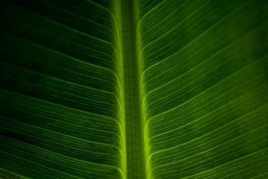 Abstract closeup of green leaf with feather vein pattern
