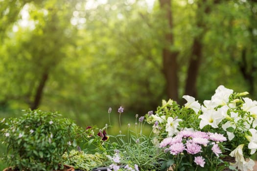 Different blooming flowers and herbs on green garden trees background. Hobby concept with flowerpots on wooden deck terrace on sunny garden. Floral design for home landscape and decorating of house