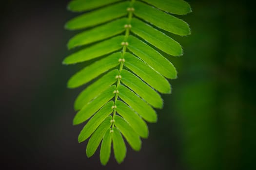 Close-up shot of the leaf of a mimosa pudica, also called sensitive plant, sleepy plant, action plant, touch-me-not or shameplant
