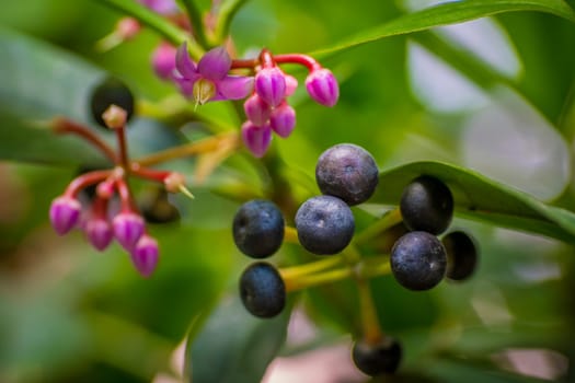 Closeup macro shot with selective focus of ardisia lurida showing berries and flowers
