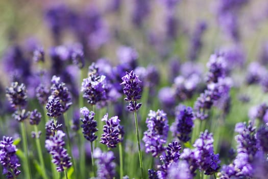 lavender flowers in a garden - soft focus