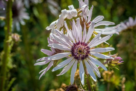 Berkheya purpurea is a perennial member of the subfamily (Arctotideae) of the family Asteraceae of flowering plants.