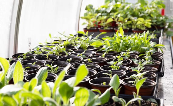 Potted seedlings in green house