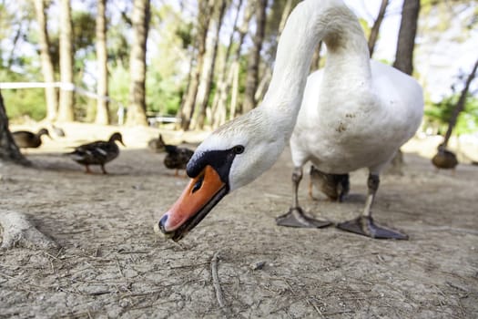 Detail of large wild bird, life and nature
