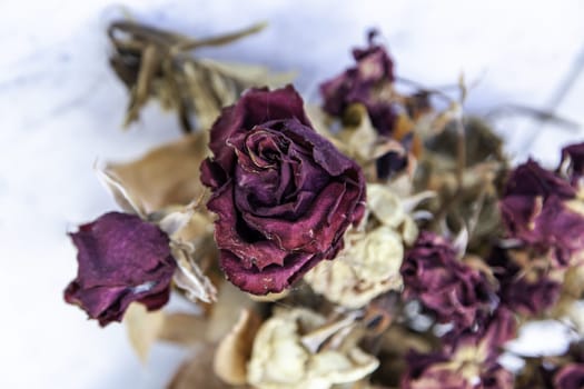 Detail of dead plant in a pot at home