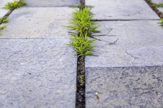 Detail of cemented ground with grass shoots