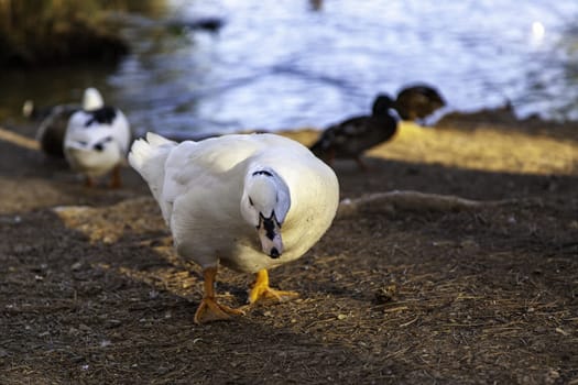 Detail of wild birds in freedom in a forest in nature
