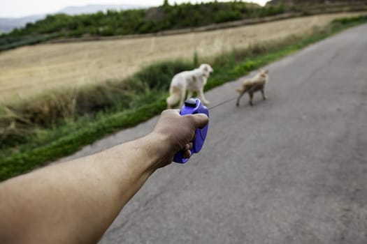 Detail of walk with domestic animals, pets