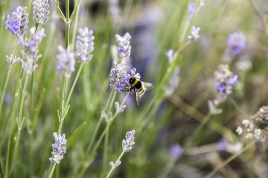 Detail of insect pollinating wild lavender flowers