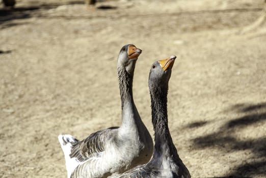 Detail of wild bird in nature