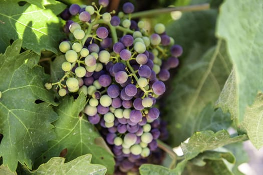 Detail of fresh fruit in a vineyard, wine culture