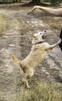 Happy domestic dog in nature