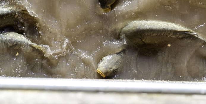 Detail of wild animals in a pond in nature