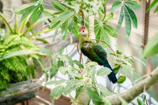 Portrait of Red-crested turaco in a bird sanctuary