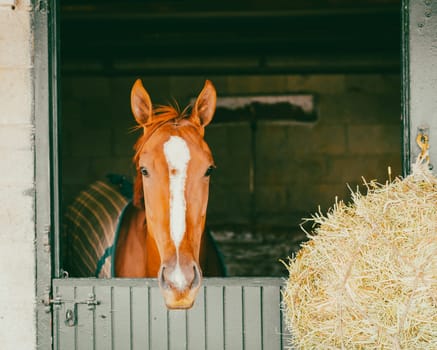 Thoroughbred race horse in a stable in Lexington, Kentucky