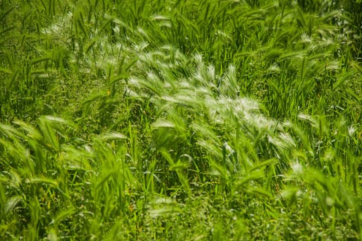 Hairy plume. A type of green grass.