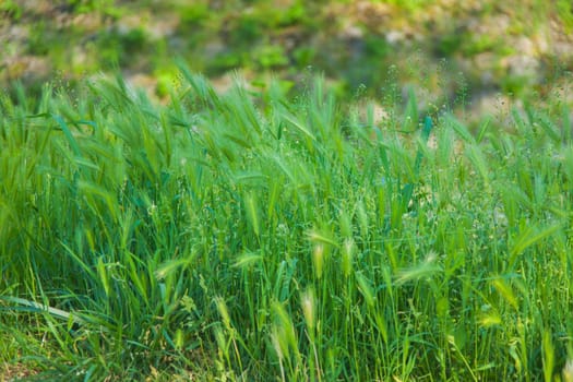 Hairy plume. A type of green grass.