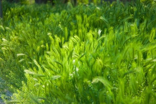 Hairy plume. A type of green grass.