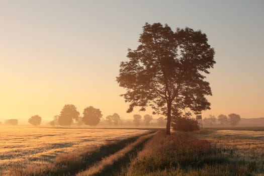 Silhouette of ash tree in a grain field in foggy weather during sunrise