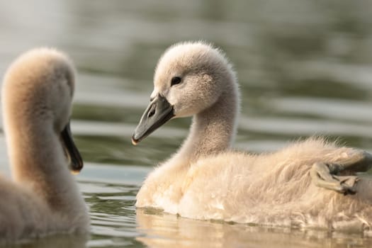 Young swans follow their mother on a sunny morning