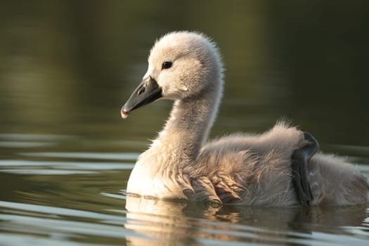 Young swans follow their mother on a sunny morning