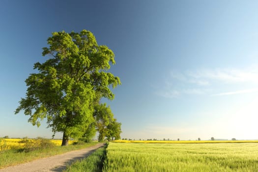 Spring trees growing in a field on a May morning