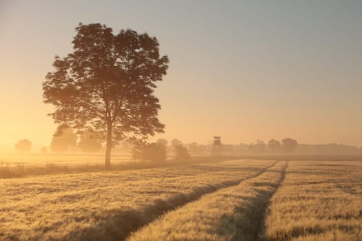 Silhouette of ash tree in a grain field in foggy weather during sunrise