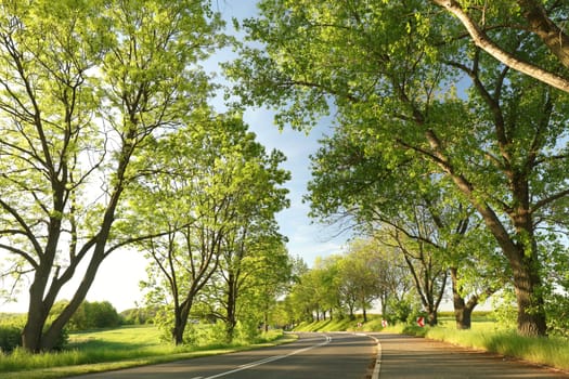 Bright green spring trees along a country road backlit by the late sun